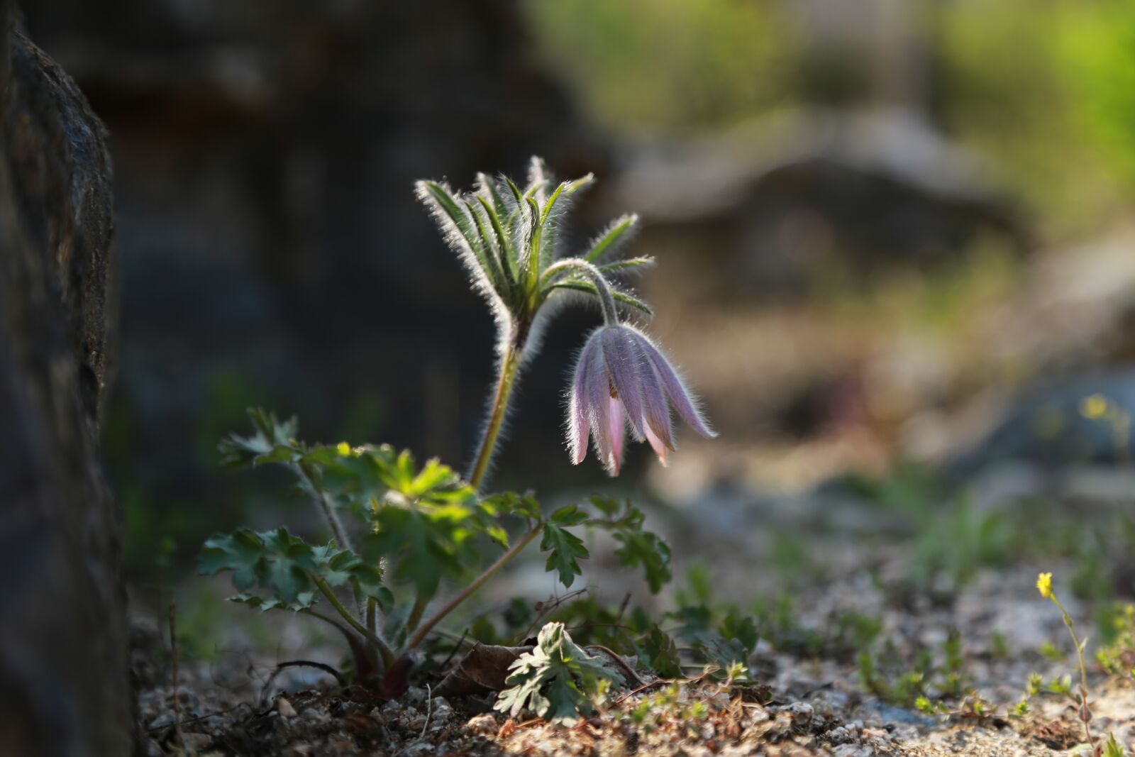 Canon EOS 6D + Canon EF 24-105mm F4L IS USM sample photo. Do mi flower, wildflower photography