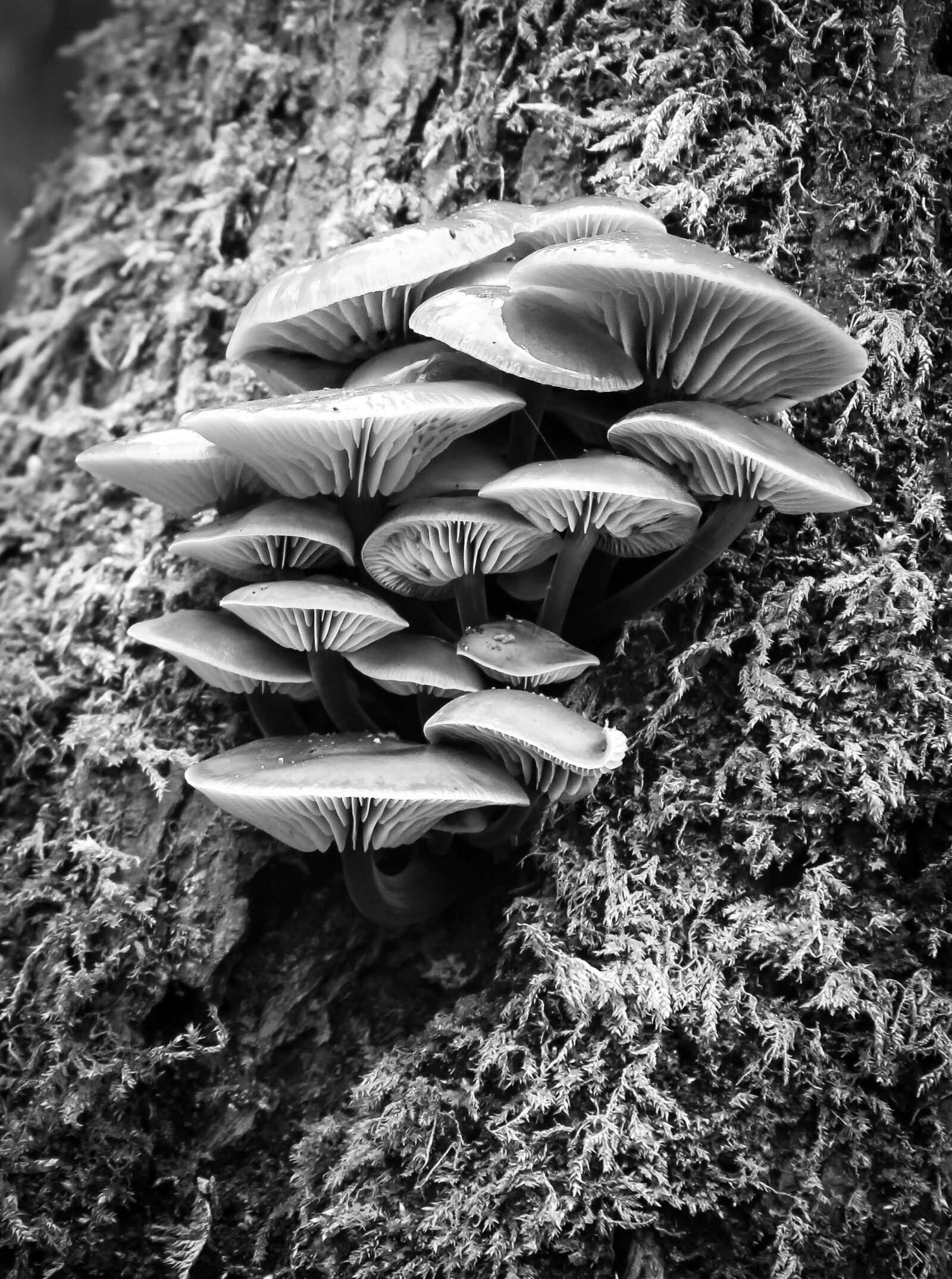 Canon EF-S 18-55mm F3.5-5.6 IS sample photo. Fungi, tree, nature photography