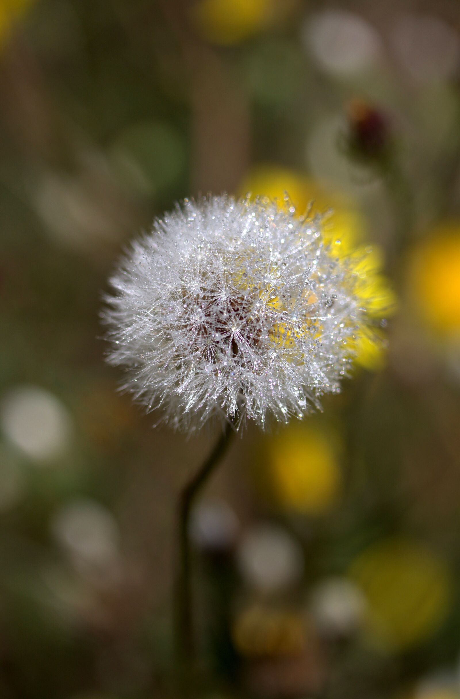 Canon EF-S 60mm F2.8 Macro USM sample photo. Dandelion, plant, drops photography