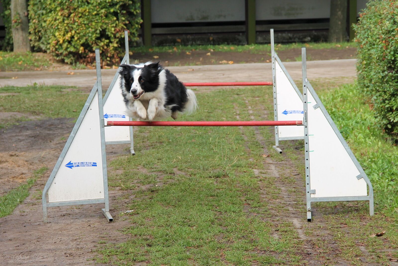 Canon EOS 1100D (EOS Rebel T3 / EOS Kiss X50) + Canon EF-S 18-135mm F3.5-5.6 IS sample photo. Border collie, hurdle jump photography