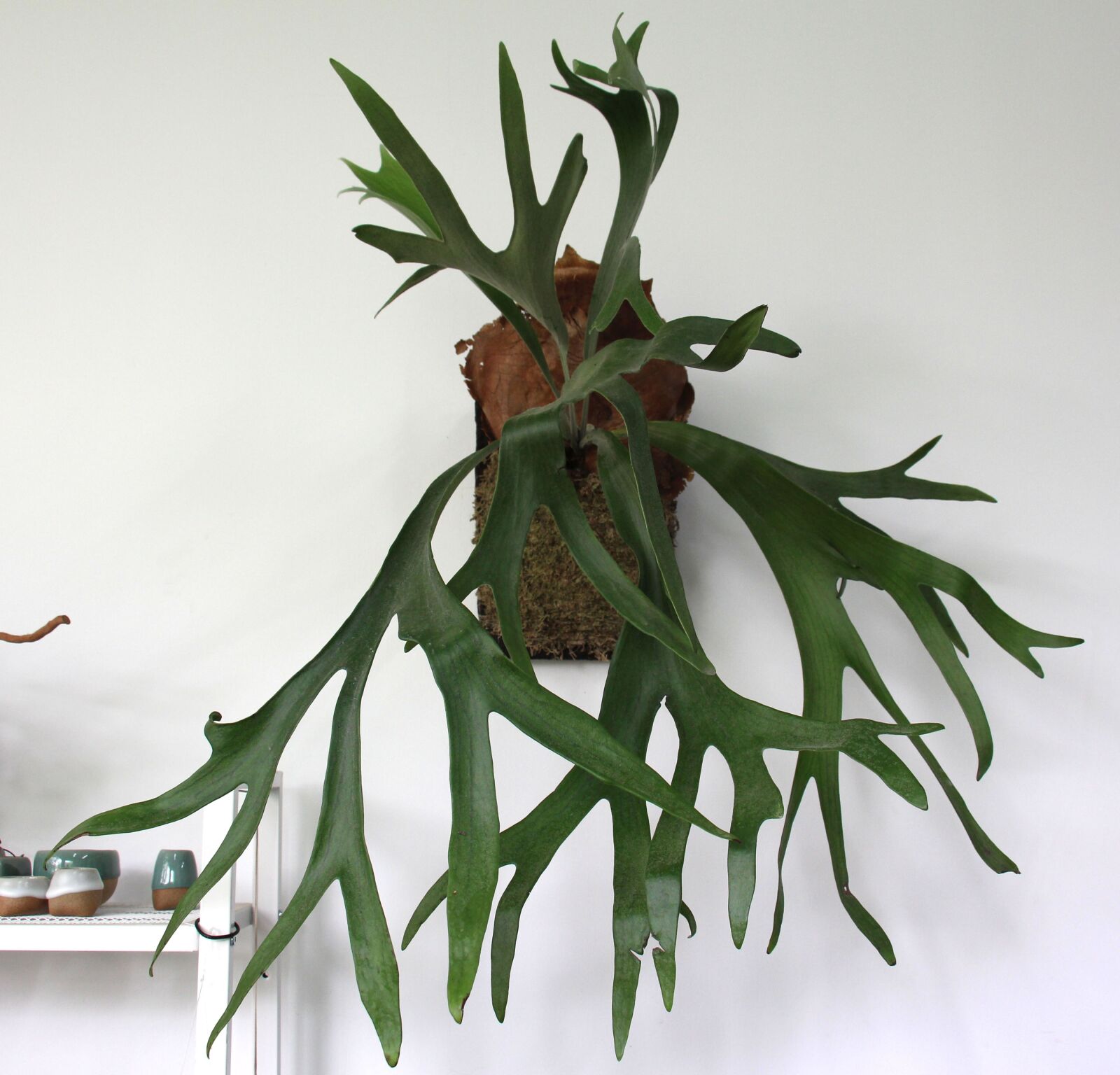 Canon EOS 700D (EOS Rebel T5i / EOS Kiss X7i) sample photo. Plant, decoration, antlers photography