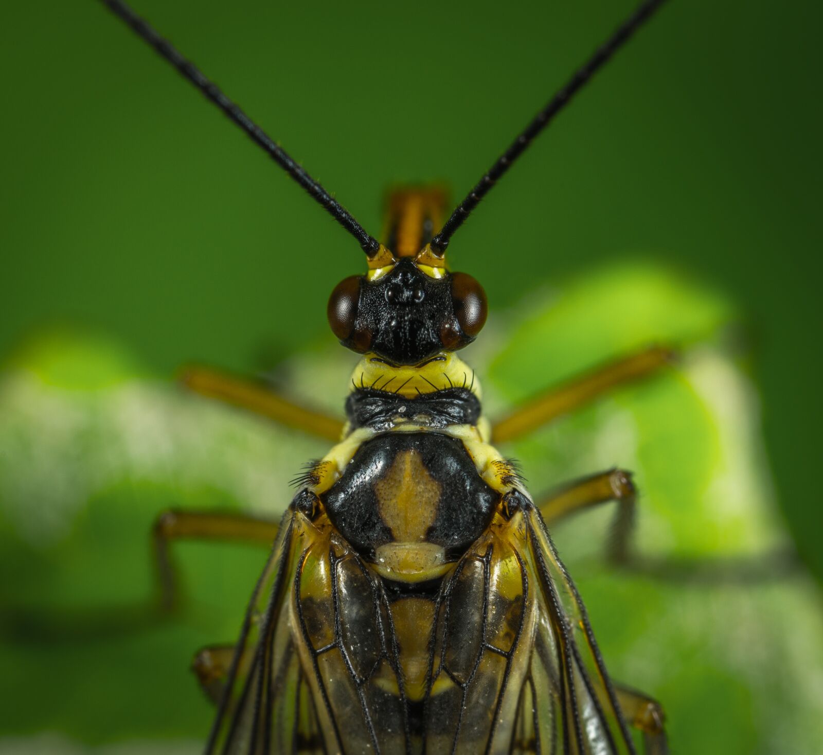 #124 65/2.8 sample photo. Insect, bespozvonochnoe, mustache photography