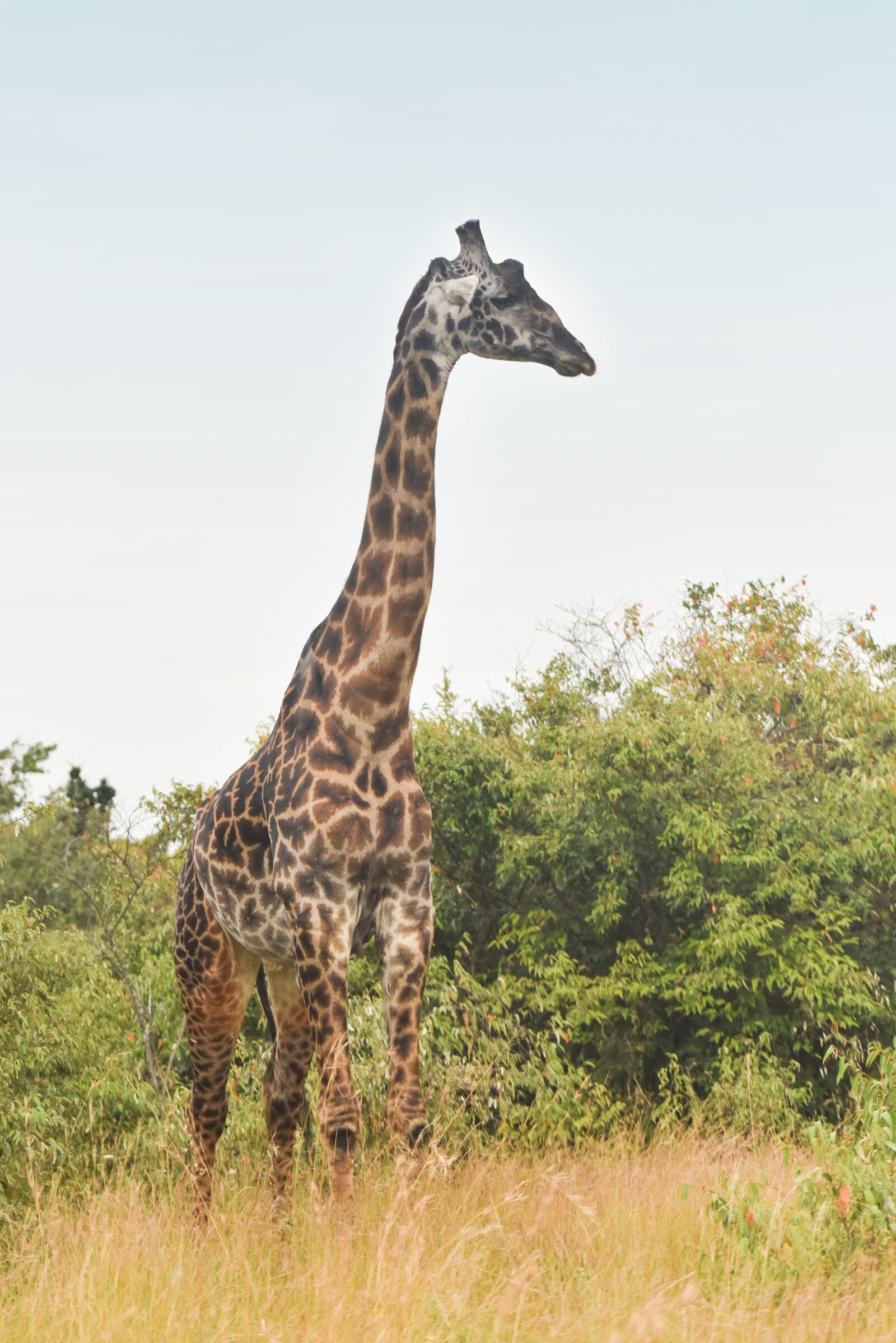 Nikon D810 sample photo. Giraffe, wildlife, animal photography
