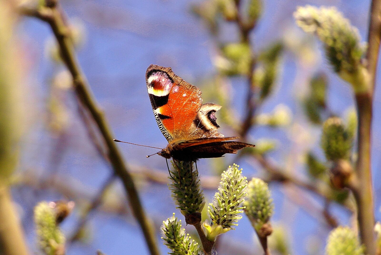 Samsung WB750 sample photo. Butterfly, inachis, painted peacock photography
