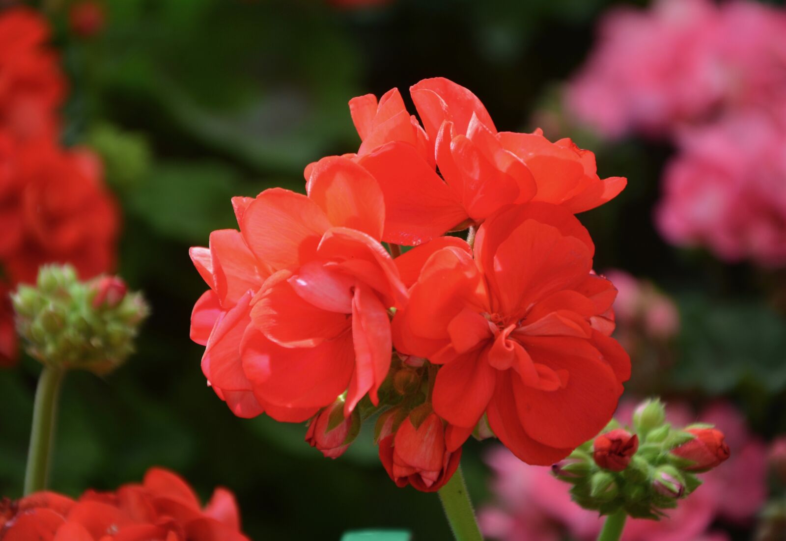 Nikon D5200 sample photo. Flower, red geranium, flower photography