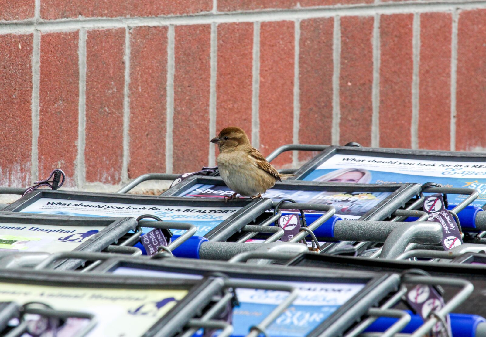 Canon EOS 700D (EOS Rebel T5i / EOS Kiss X7i) sample photo. Cart, sparrow, bird photography