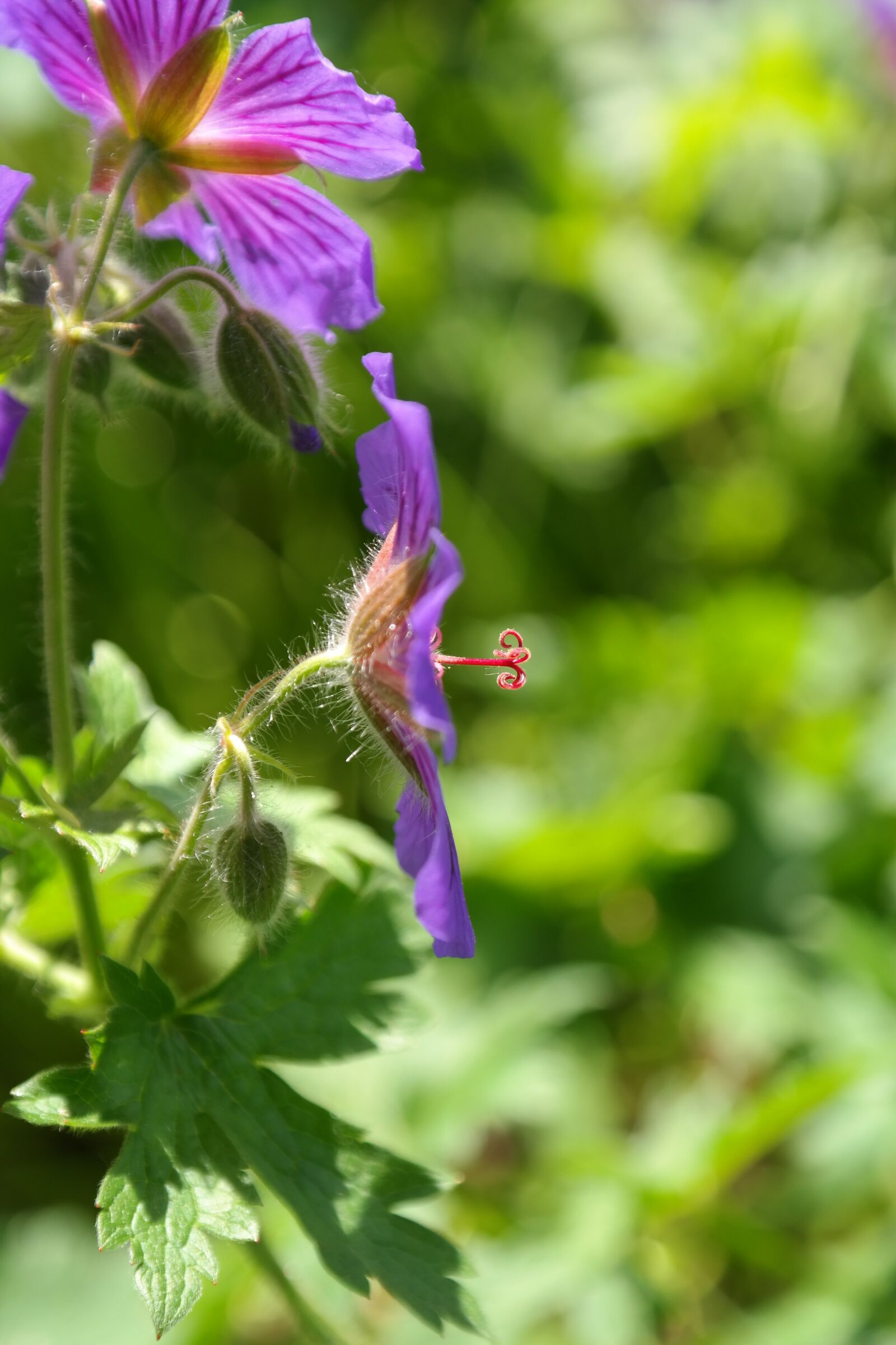 Samsung NX300 sample photo. Cranesbill, blossom, bloom photography