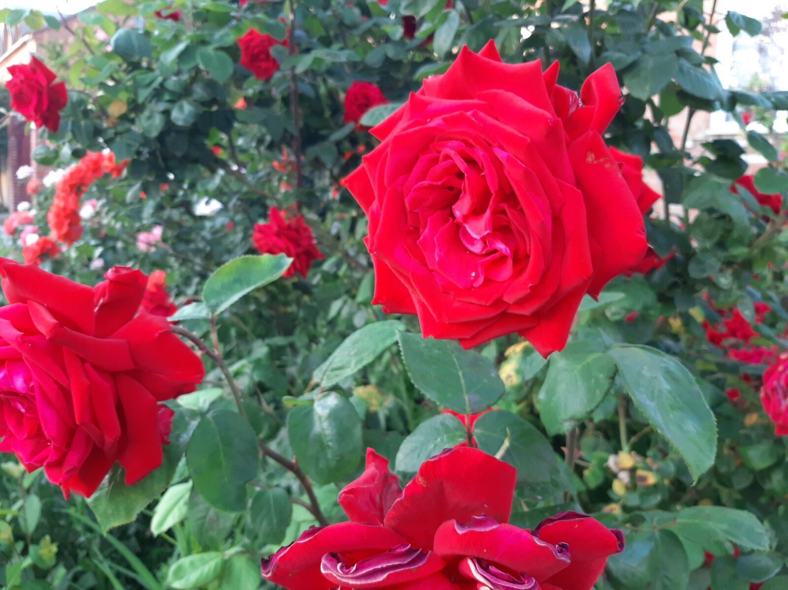 Samsung Galaxy A50 sample photo. Roses, flowers, taganrog photography