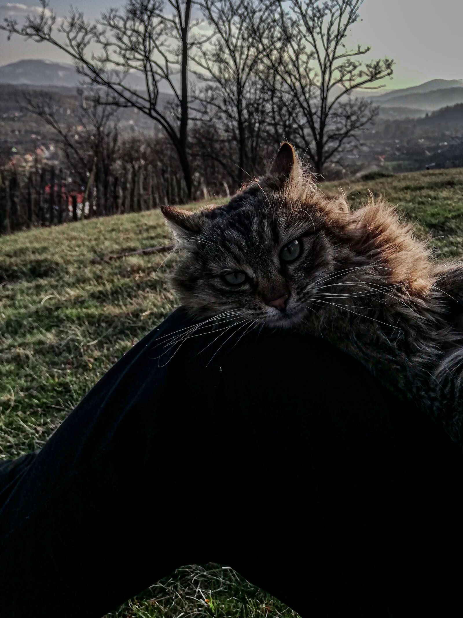 HUAWEI P20 lite sample photo. Cute, cat, sunset photography