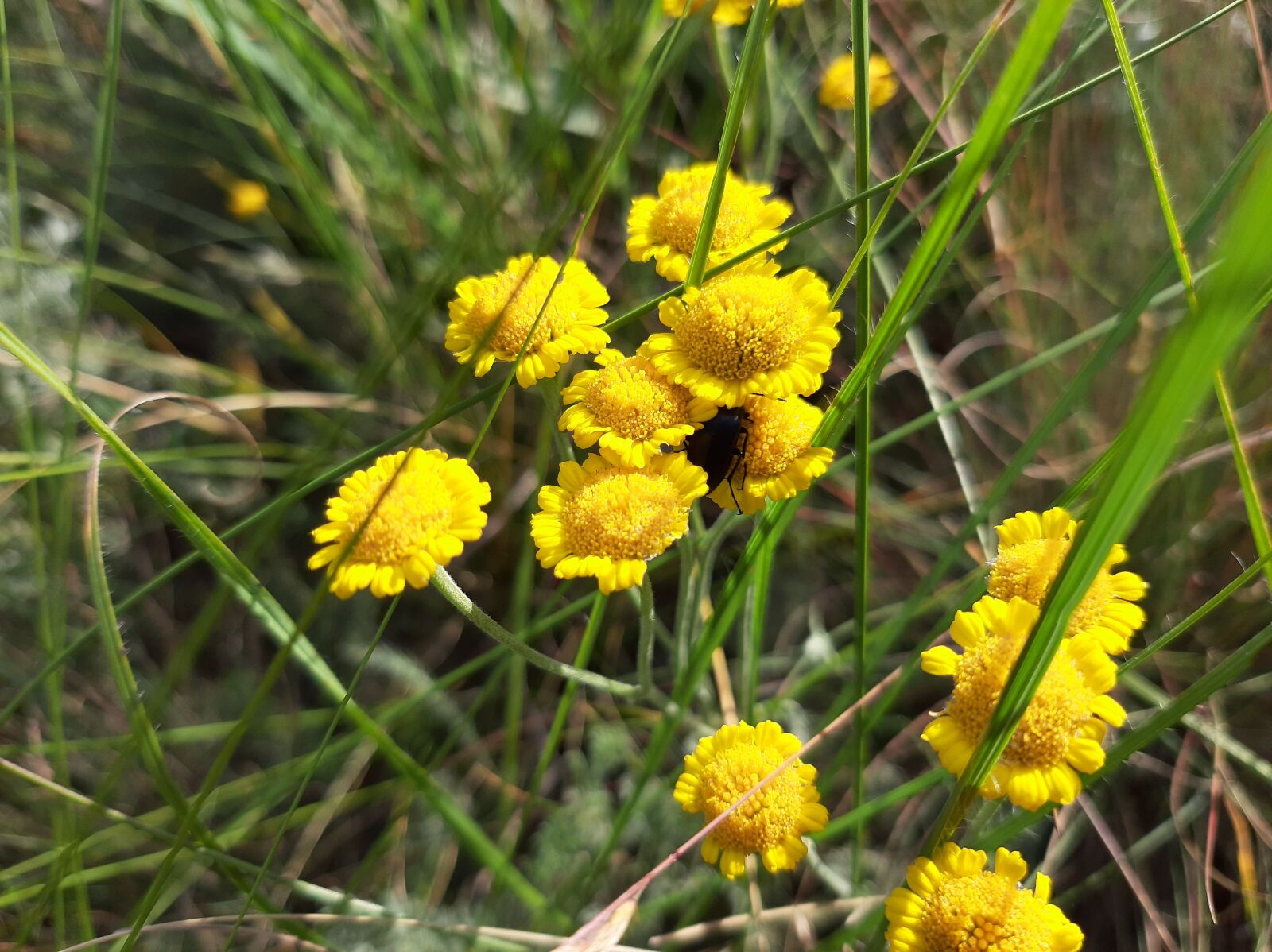 Samsung Galaxy A50 sample photo. Field, flowers, yellow photography