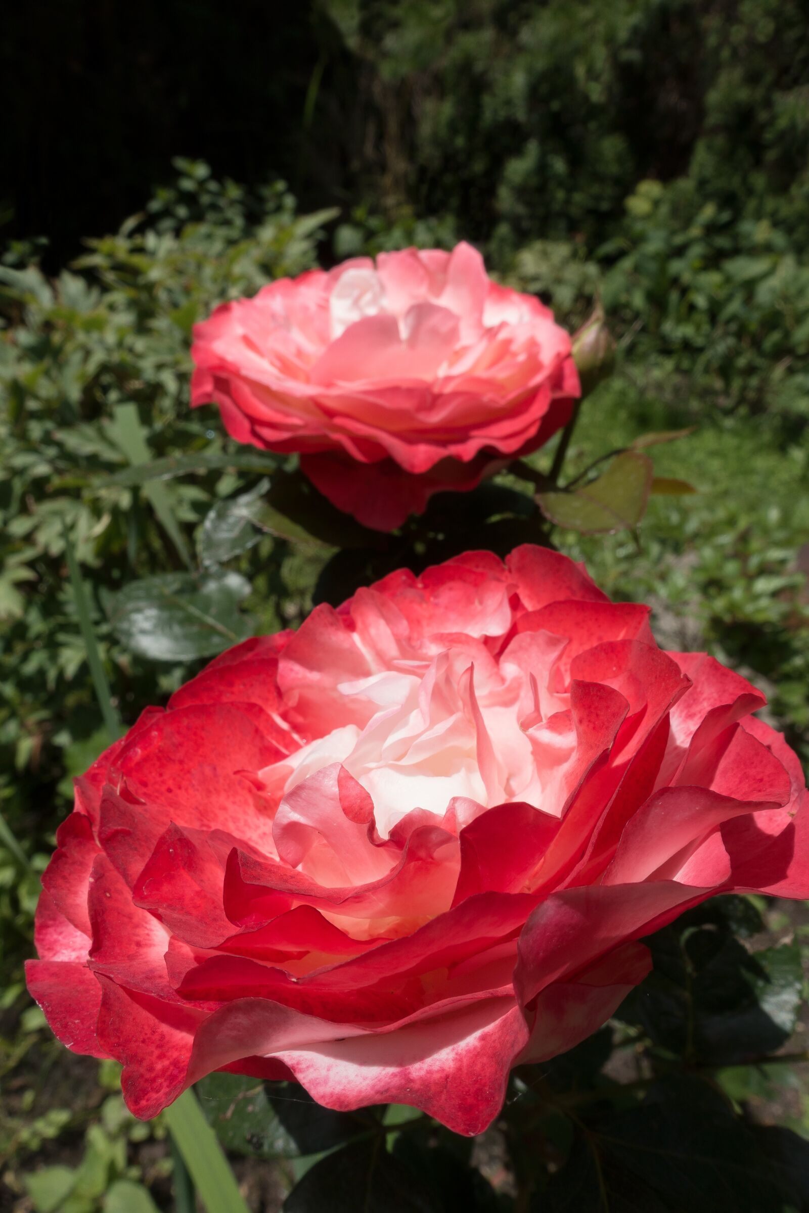 Sony Cyber-shot DSC-RX100 III sample photo. Rose, pink, red photography