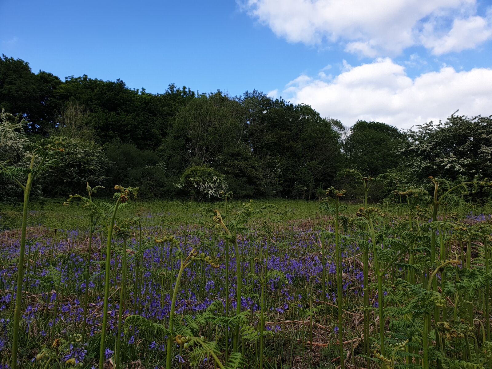 Samsung Galaxy S9+ sample photo. Bluebells, english, countryside photography