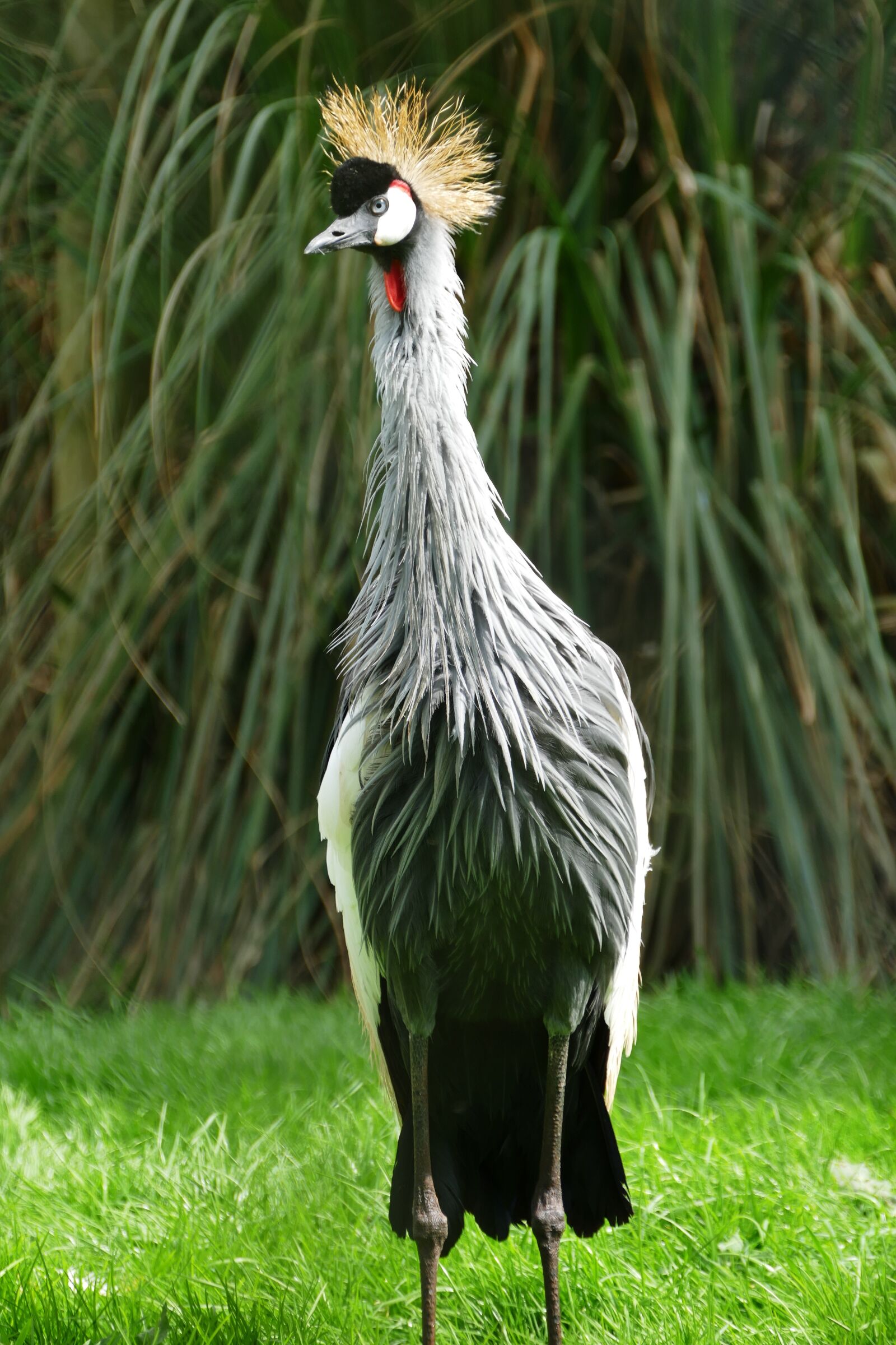 Panasonic Lumix DMC-FZ1000 sample photo. Grey crowned crane, bird photography