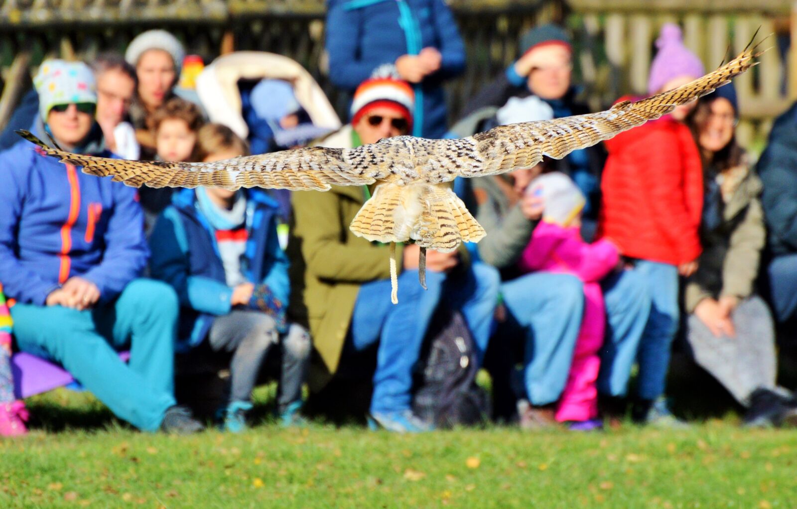Nikon D3200 sample photo. Barn owl, owl, raptor photography