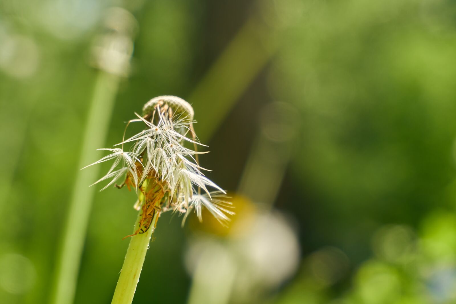 Sony a6400 sample photo. Dandelion, faded, flying seeds photography