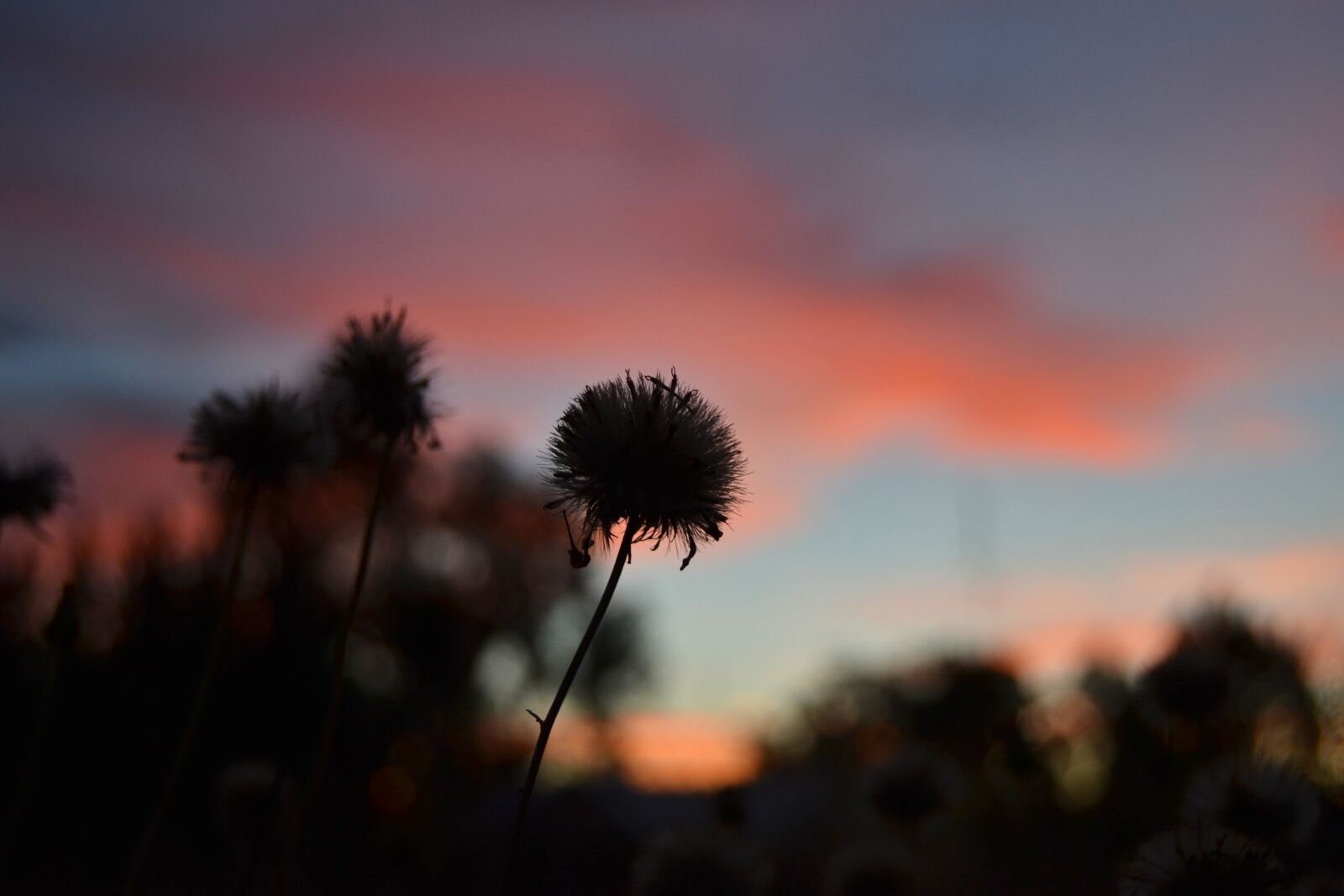 Nikon D3100 sample photo. Dandelion, silhouette, sunset photography
