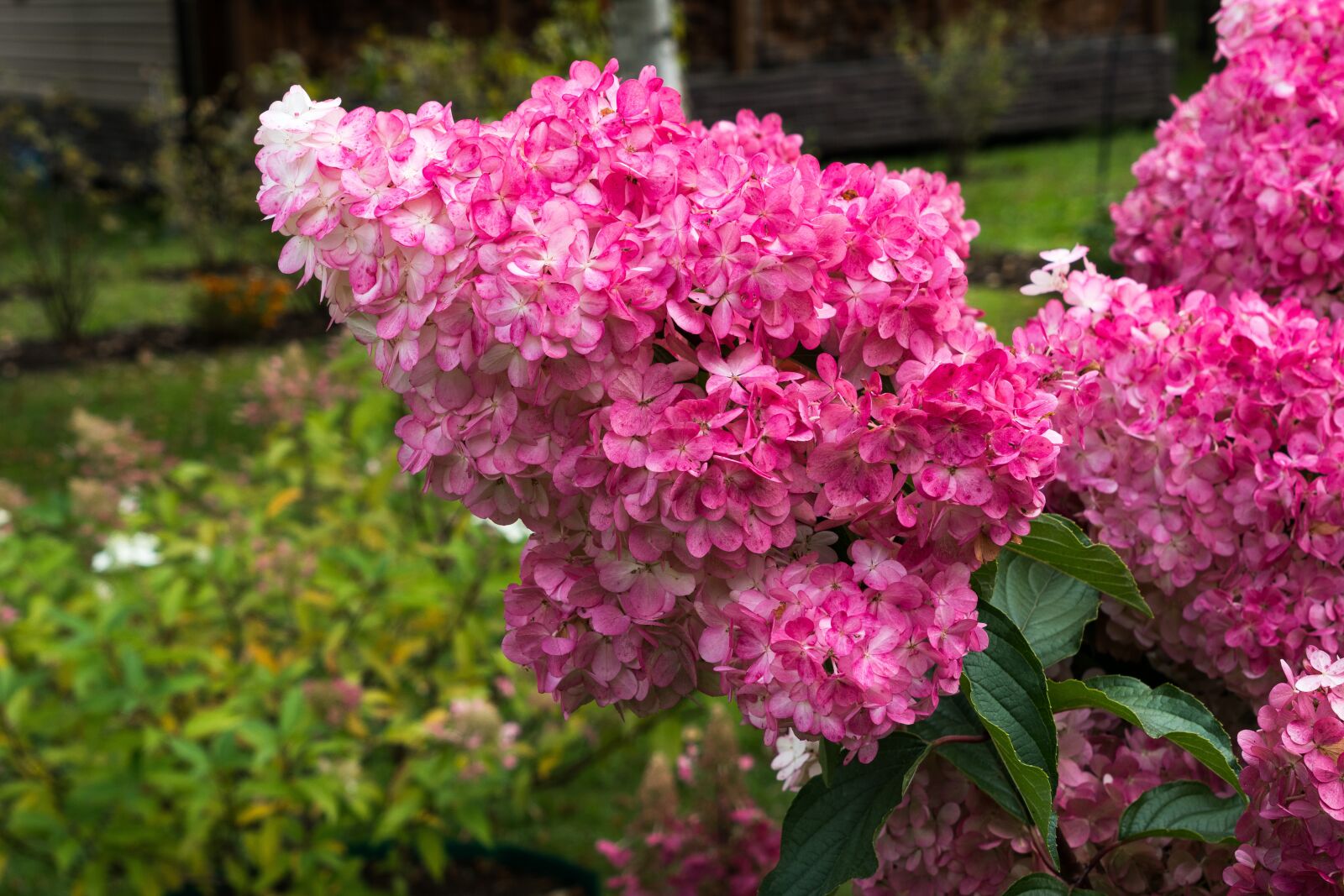 Sony a6300 + Sony Vario Tessar T* FE 24-70mm F4 ZA OSS sample photo. Hydrangea, flower, petals photography