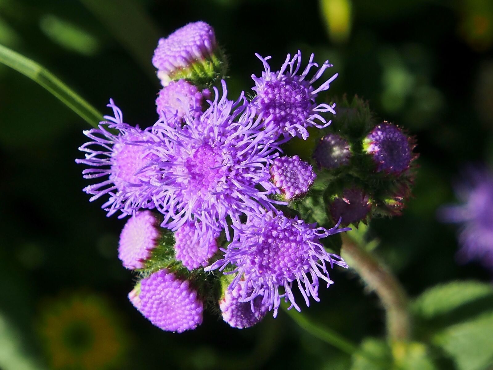 Olympus OM-D E-M5 sample photo. Purple, garden, nature photography
