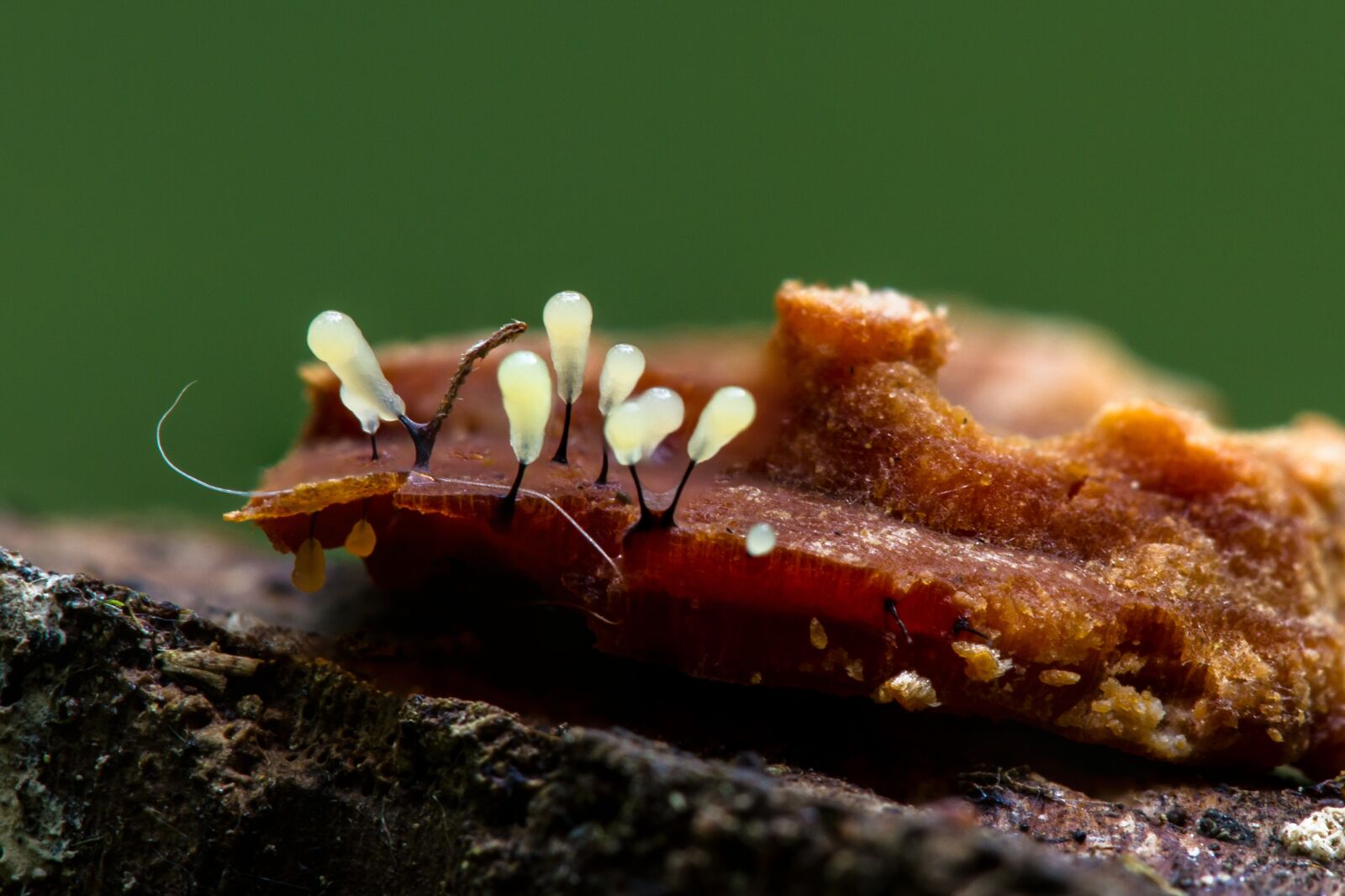 Canon EOS 7D sample photo. Slime mold, myxomyzet, keulenpilz photography