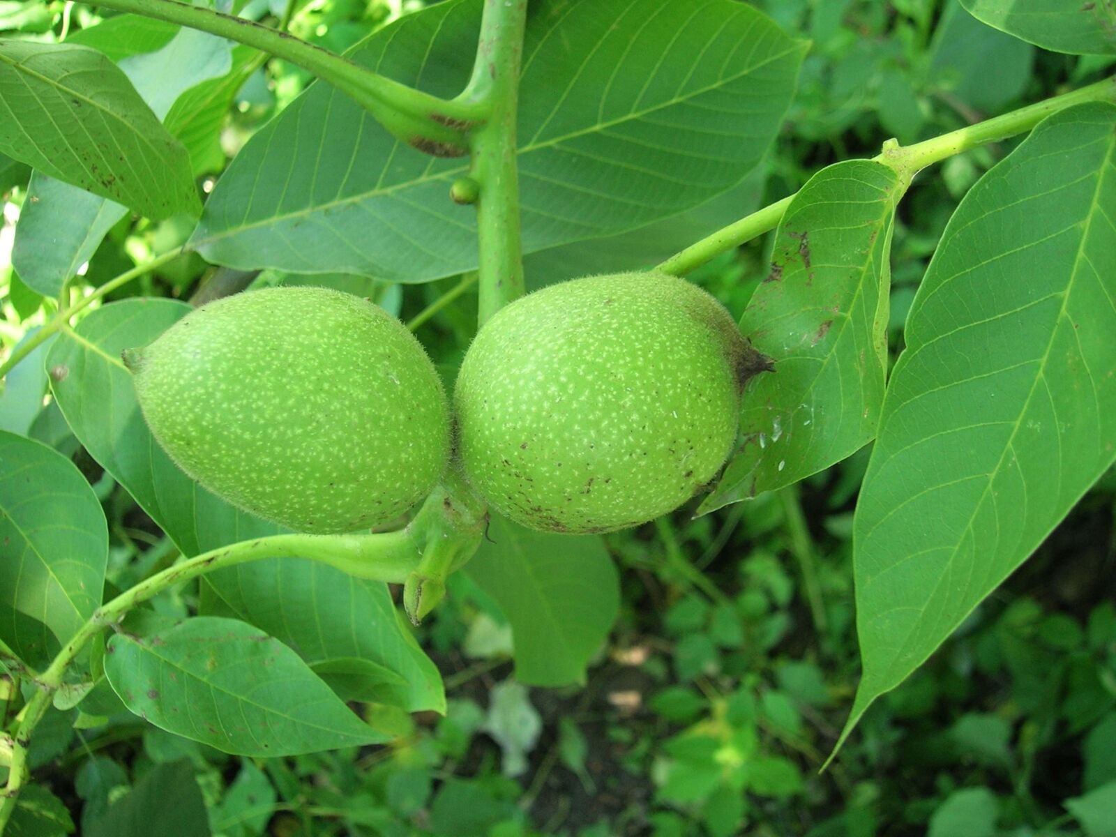Nikon E5600 sample photo. Walnut tree, fruit, food photography