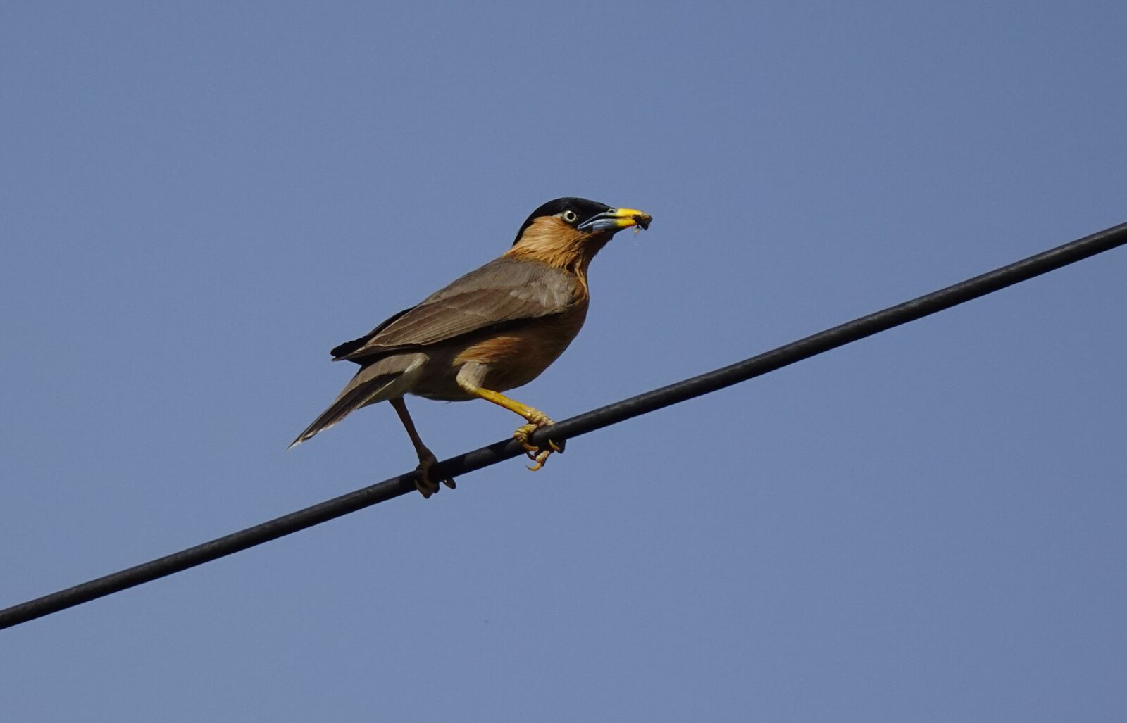 Sony DSC-WX800 sample photo. Bird, aves, brahminy myna photography