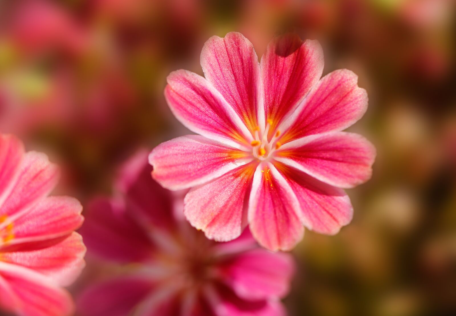 Canon EF 100mm F2.8L Macro IS USM sample photo. Flower, blossom, bloom photography
