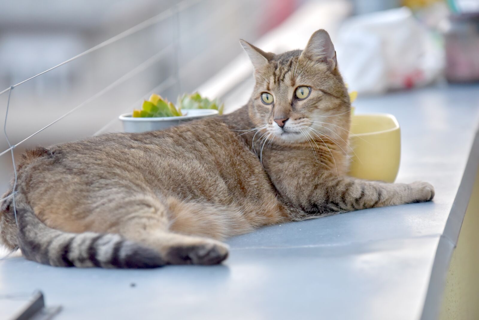 Nikon D750 sample photo. Kitten, cat, flower pot photography