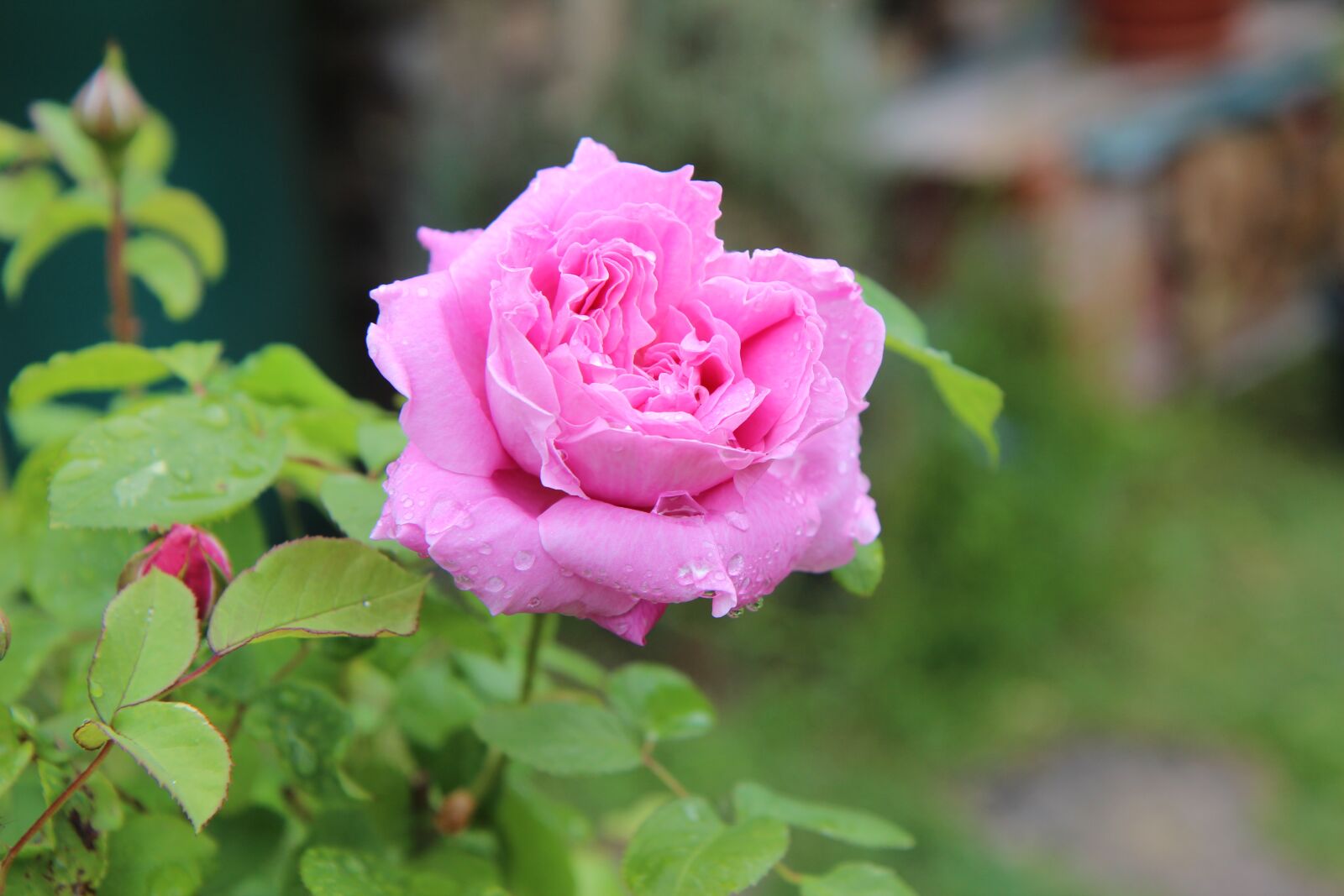 Canon EOS 600D (Rebel EOS T3i / EOS Kiss X5) sample photo. Pink, pink rose, rosebush photography