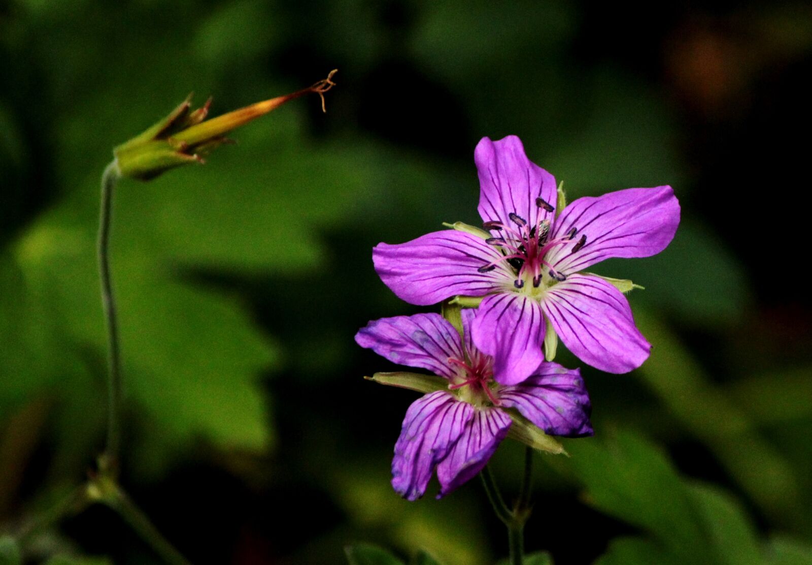 Canon EF-S 55-250mm F4-5.6 IS sample photo. Geranium, flowers, garden photography