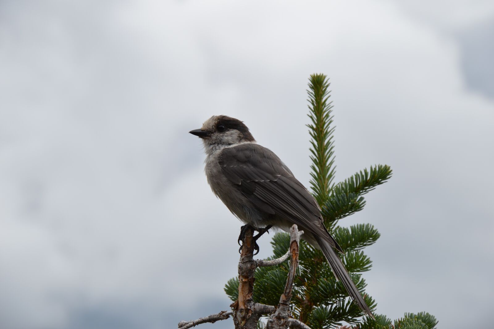 Nikon D3200 sample photo. Bird, canada, nature photography