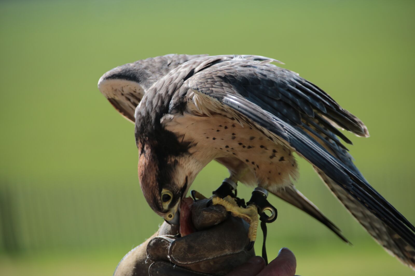 Canon EOS 760D (EOS Rebel T6s / EOS 8000D) sample photo. Lanner falcon, bird, falcon photography
