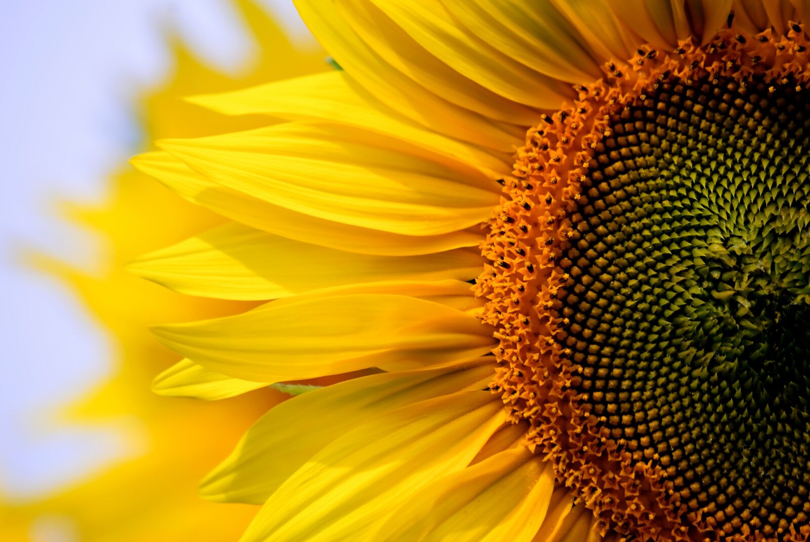 Nikon D80 sample photo. Sunflower, nature, plant photography