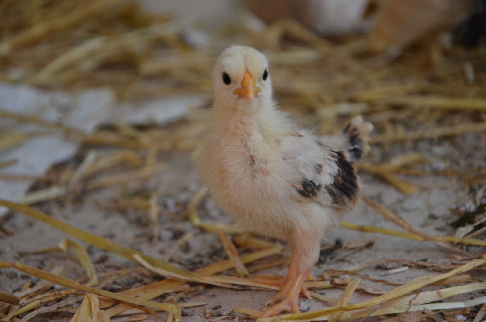 Nikon D5100 sample photo. Chicken, yellow, close up photography