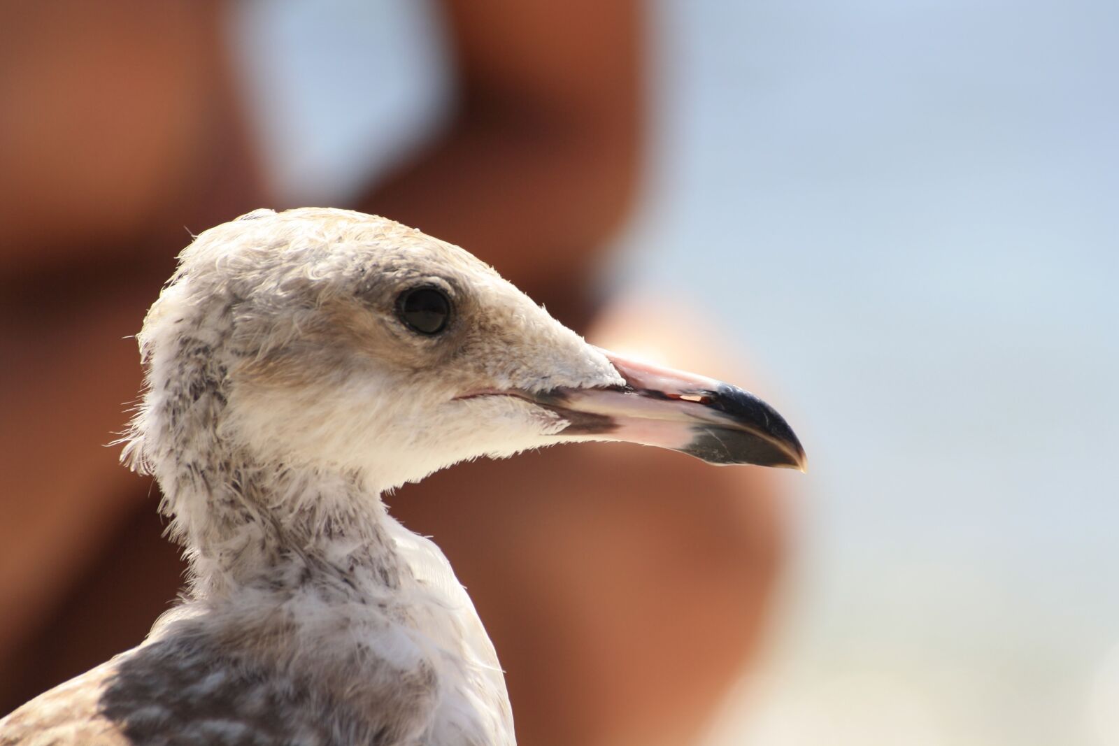Canon EOS 1000D (EOS Digital Rebel XS / EOS Kiss F) sample photo. Seagull, first floor, seabirds photography