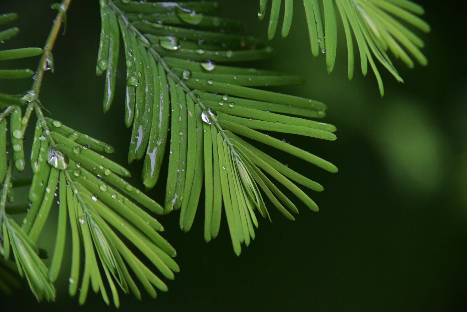Nikon D810 sample photo. Rain, plant, green photography