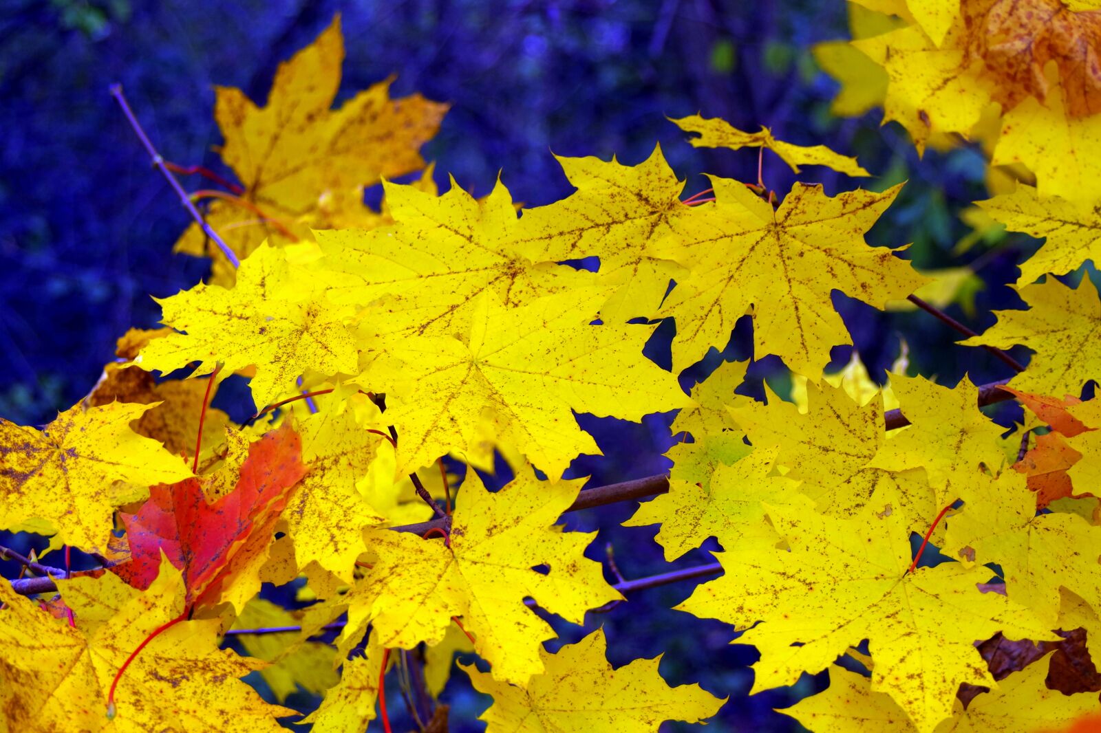 Pentax K-S2 sample photo. Clone, leaf, yellow photography