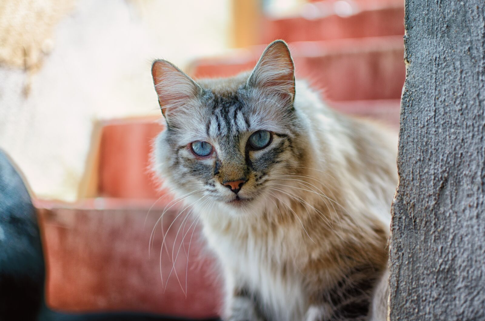 Nikon D7000 sample photo. Cat, animal, pet photography