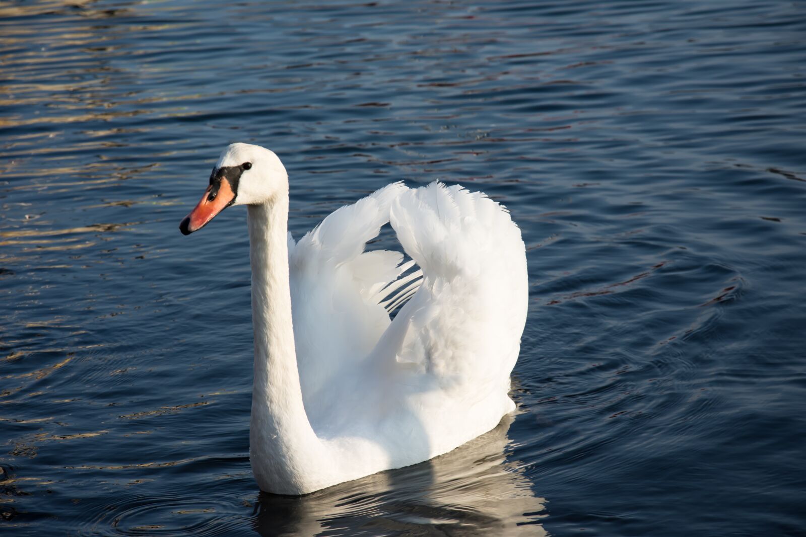 Nikon D7200 sample photo. Swan, sea, water photography