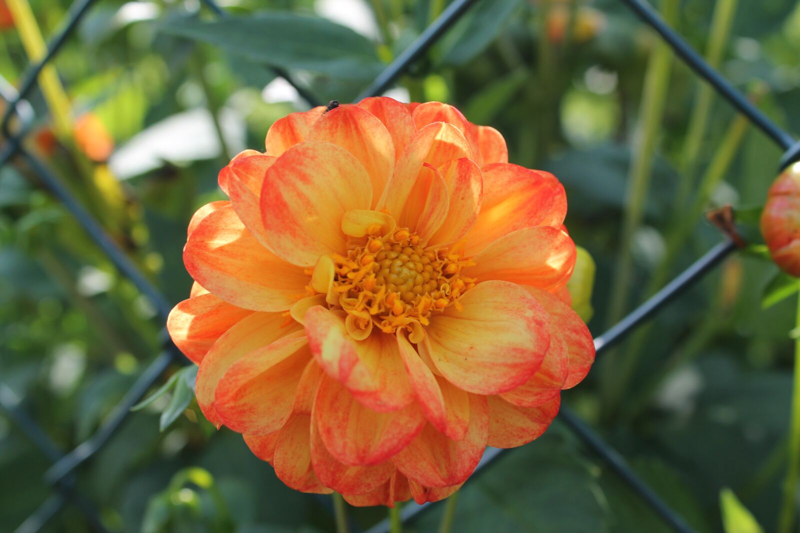 Canon EOS 1100D (EOS Rebel T3 / EOS Kiss X50) sample photo. Orange blossom, yellow flower photography