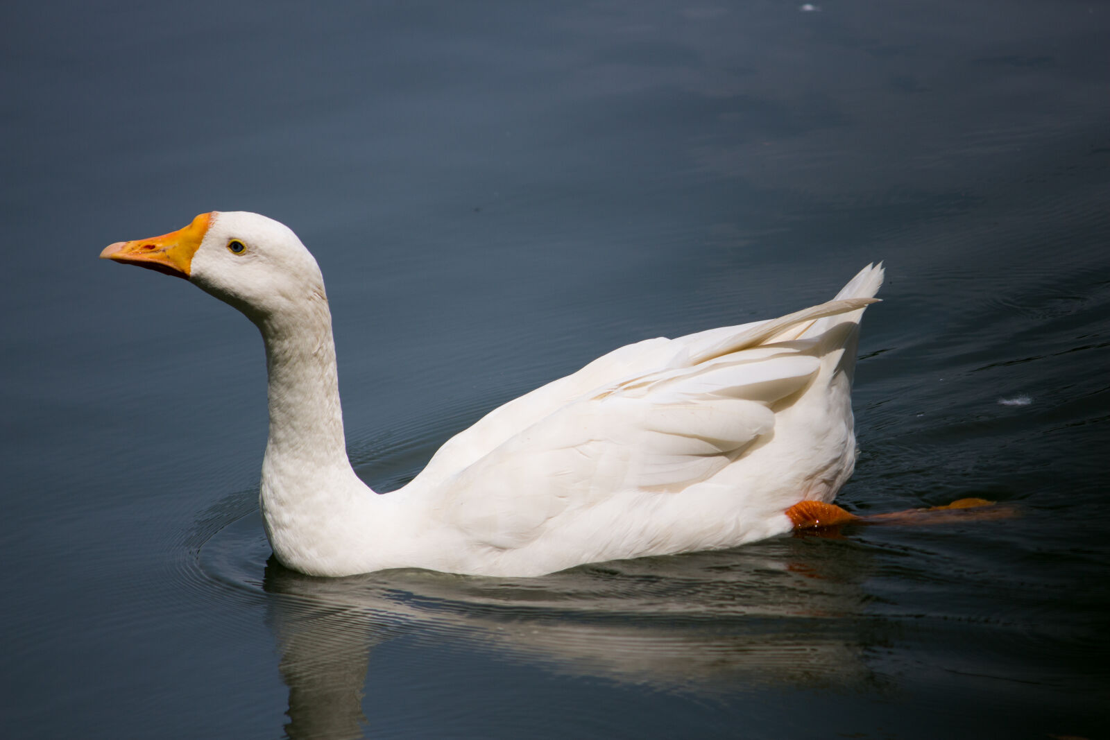 Canon EOS 700D (EOS Rebel T5i / EOS Kiss X7i) sample photo. Duck, duck, bird photography