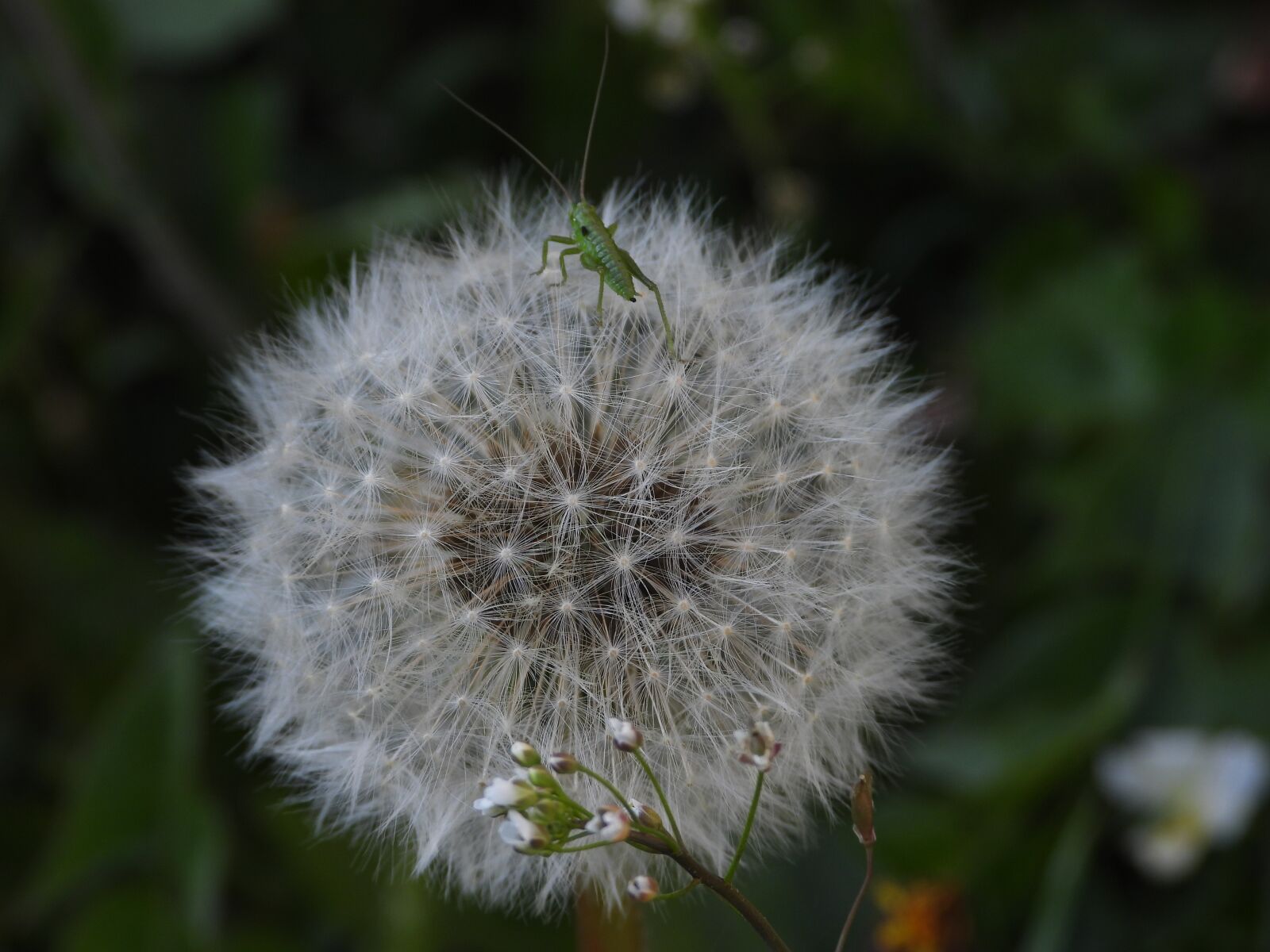 Nikon Coolpix P1000 sample photo. Dandelion, cricket, sonchus oleraceus photography