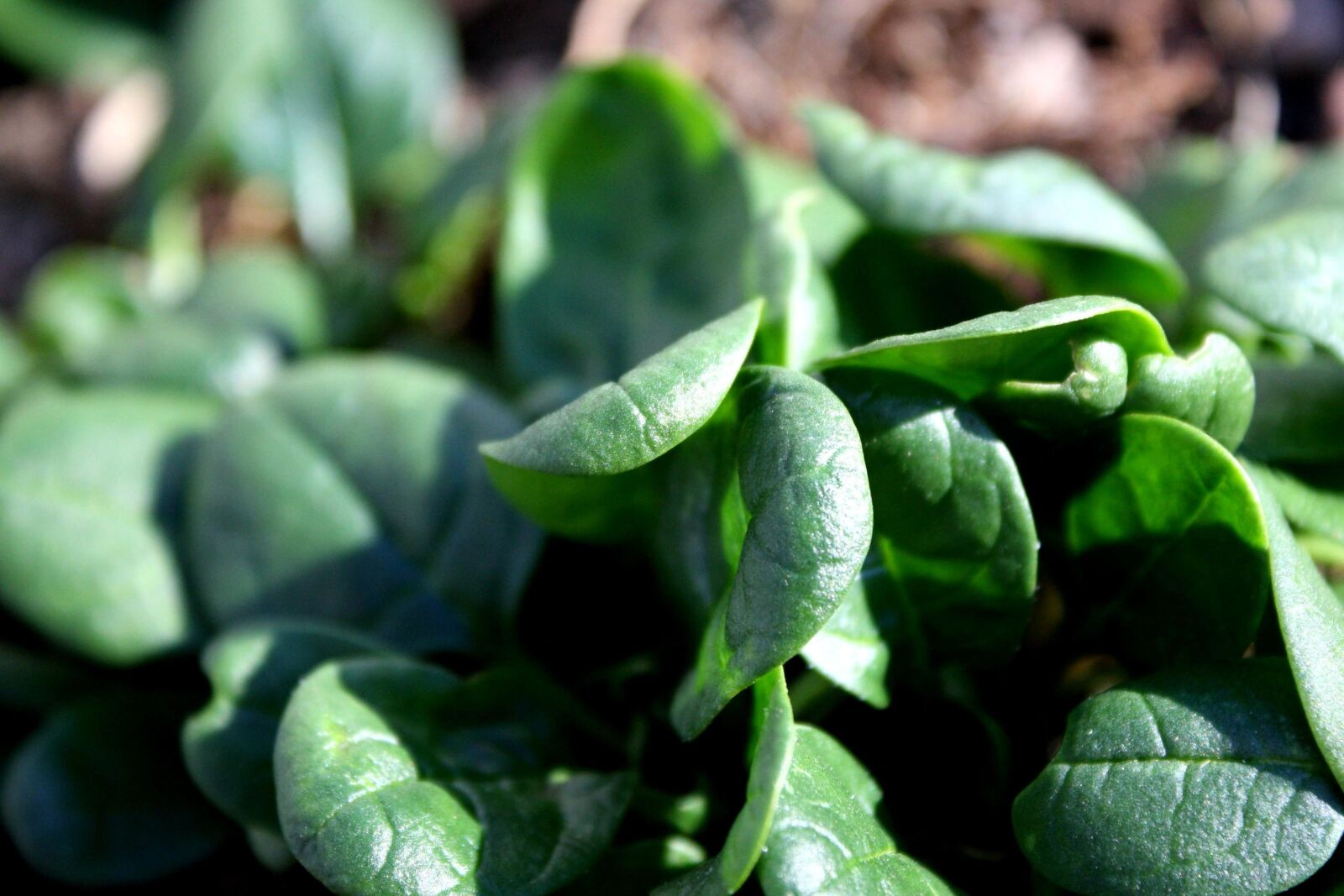 f/3.5-5.6 IS sample photo. Spinach, green leaves, vegetation photography
