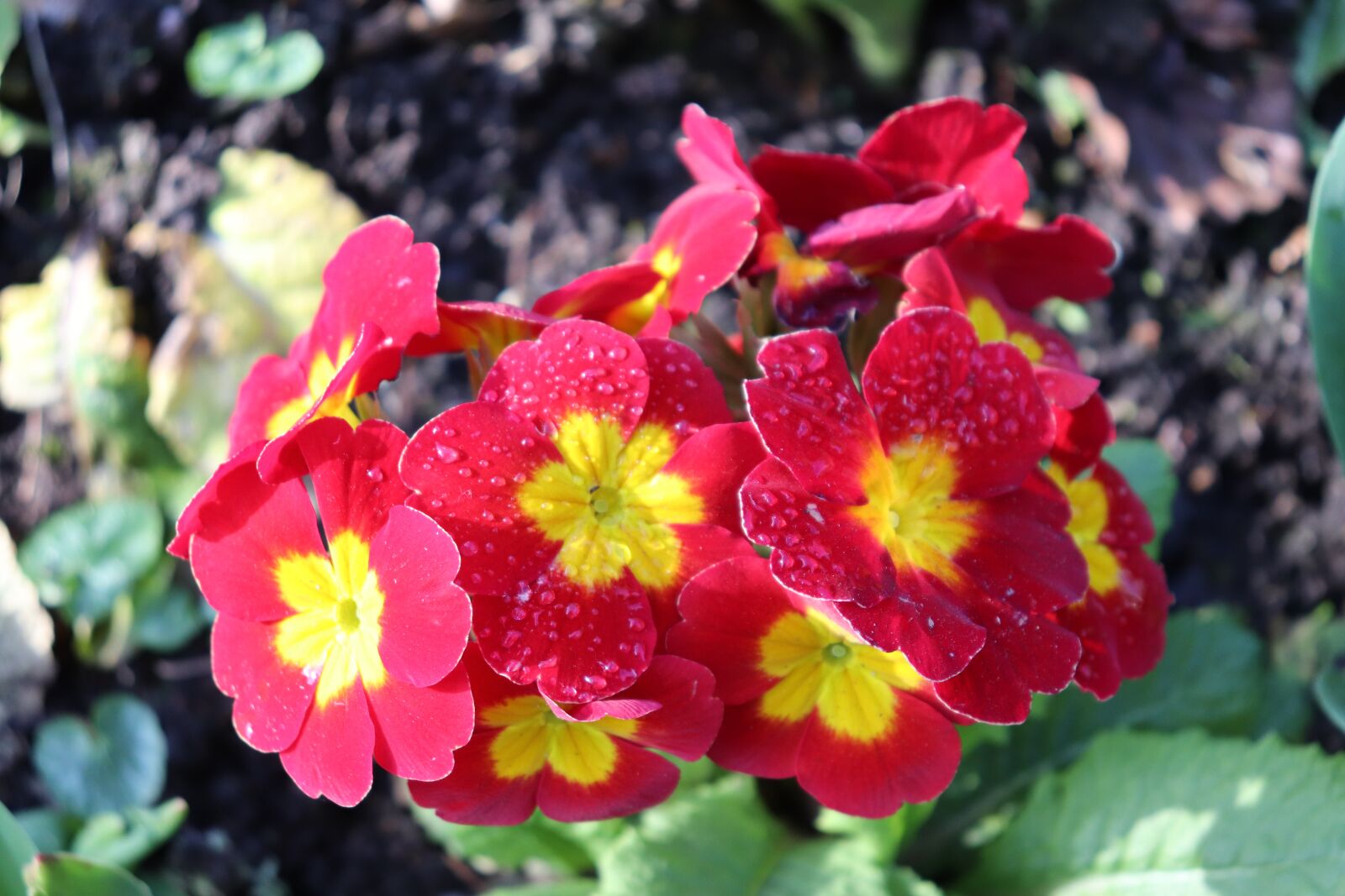 Canon EOS 77D (EOS 9000D / EOS 770D) sample photo. Primrose, springtime, colourful photography