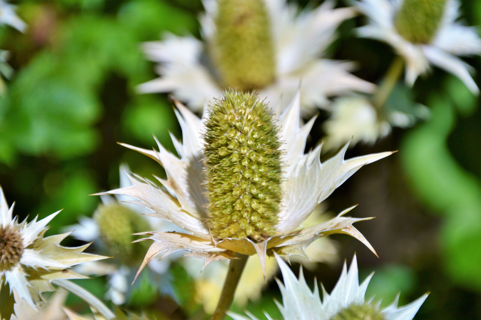 Nikon D3200 sample photo. Thistle, blue thistle, blue photography