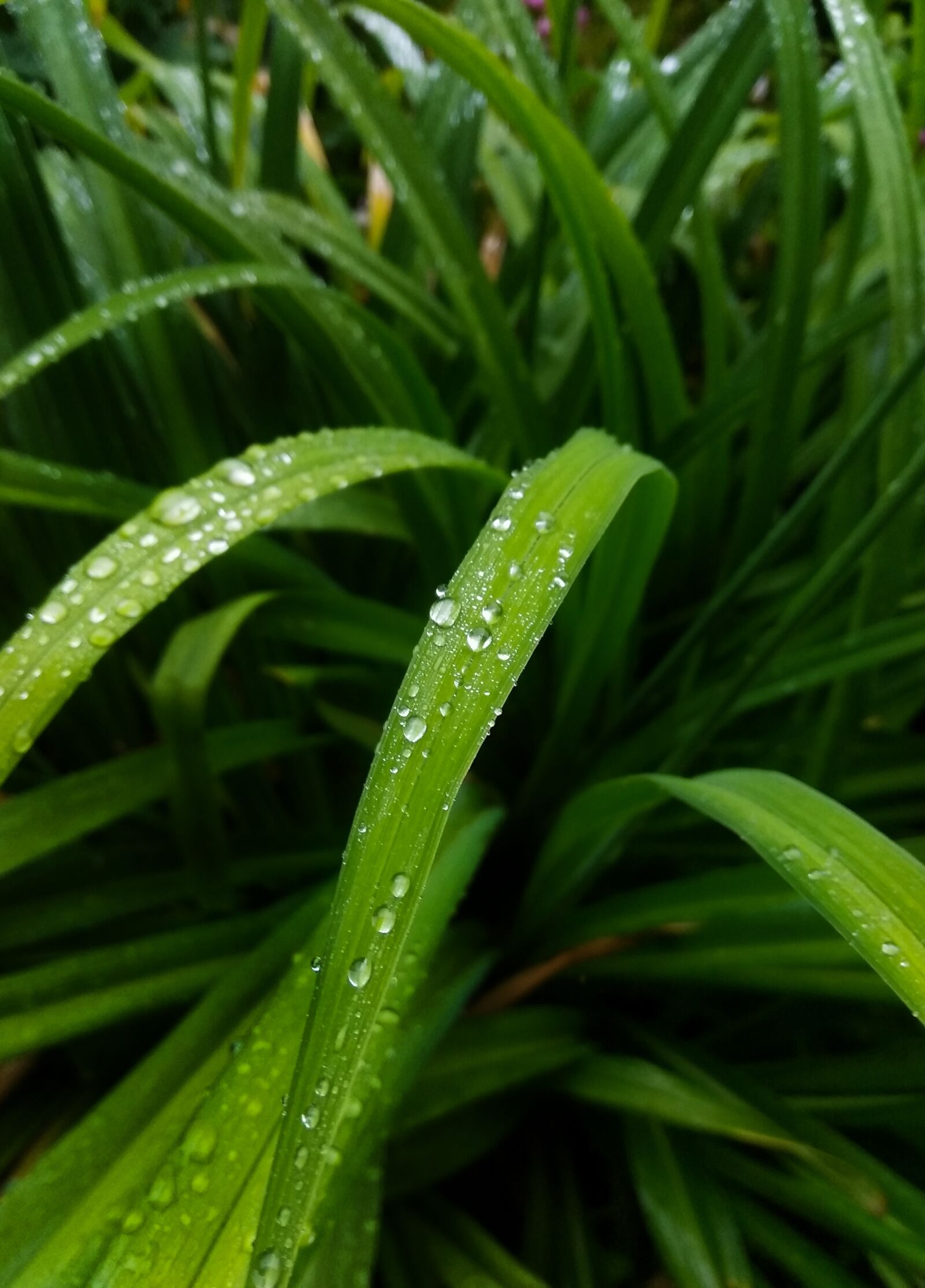Xiaomi Redmi Note 4 sample photo. Grass, leaves, rosa photography