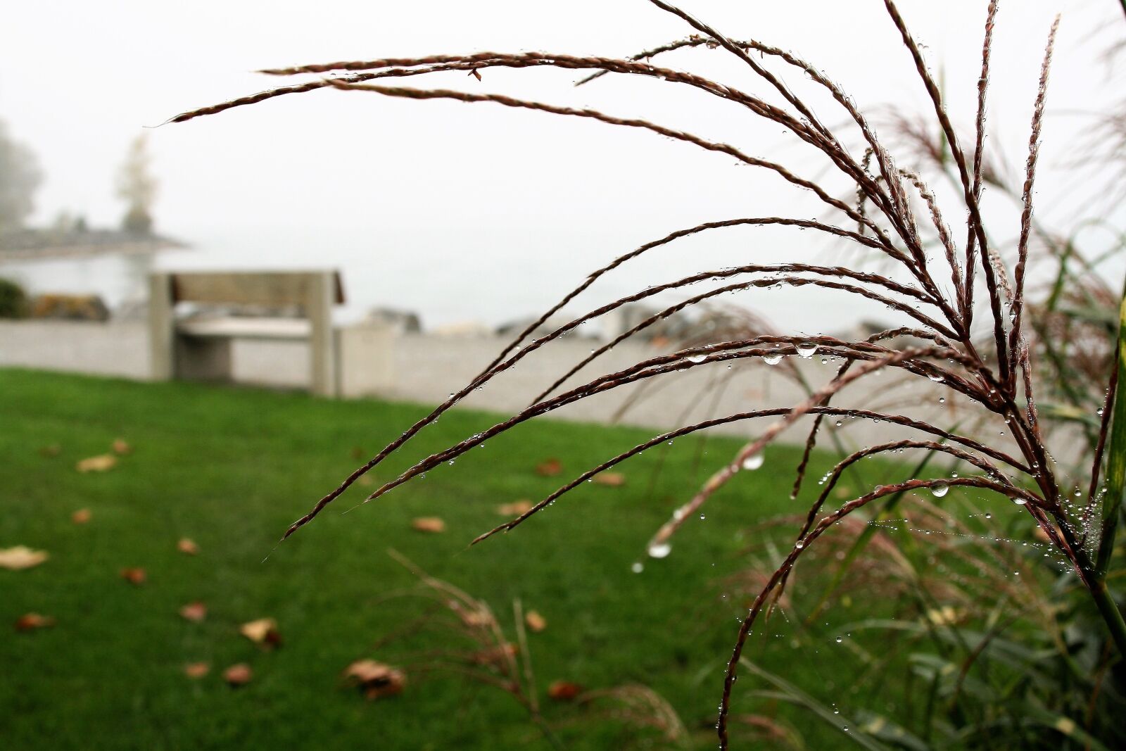 Canon EOS 400D (EOS Digital Rebel XTi / EOS Kiss Digital X) sample photo. Grass, rosa, blurry photography