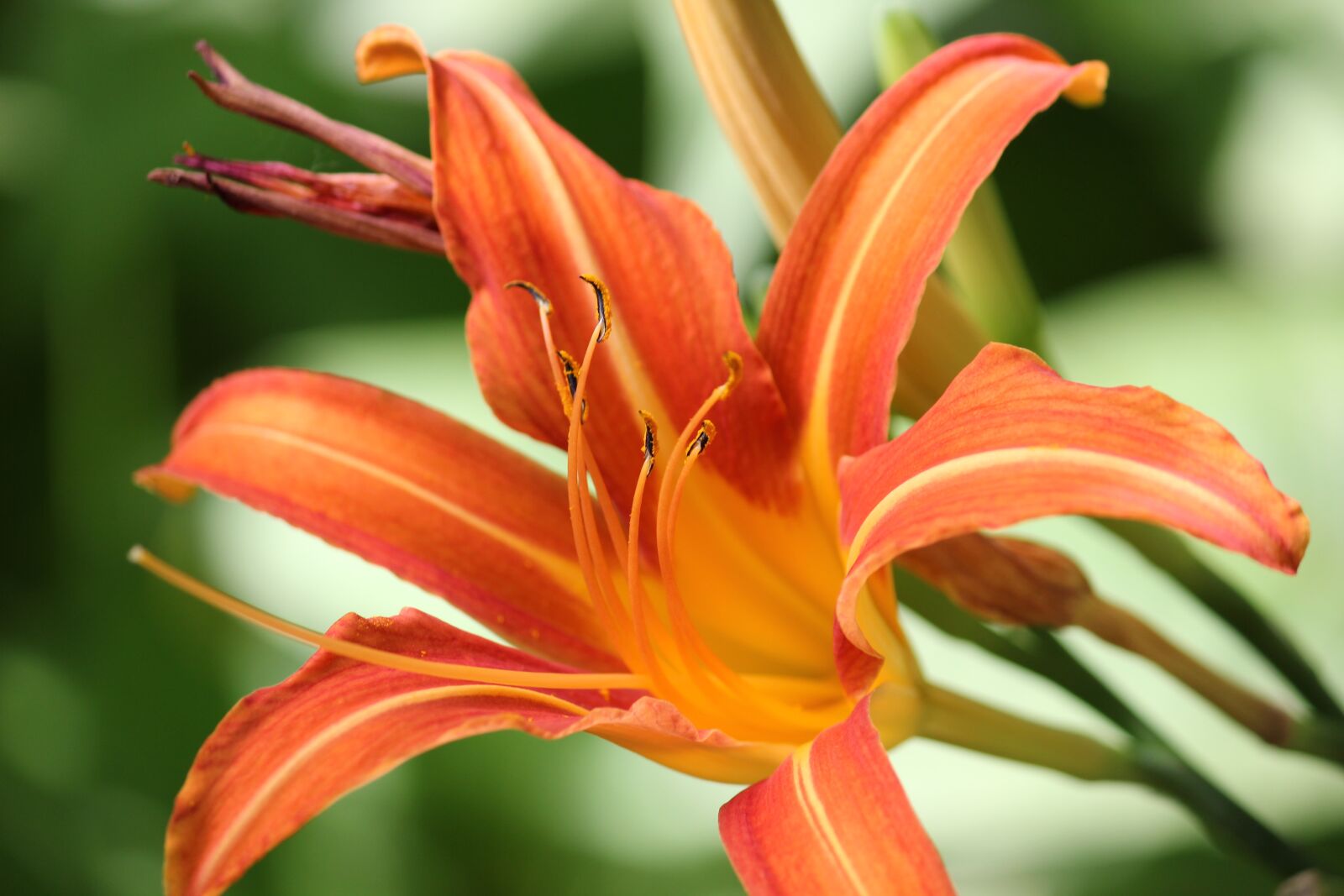 Canon EOS 550D (EOS Rebel T2i / EOS Kiss X4) sample photo. Lily, flower, orange photography