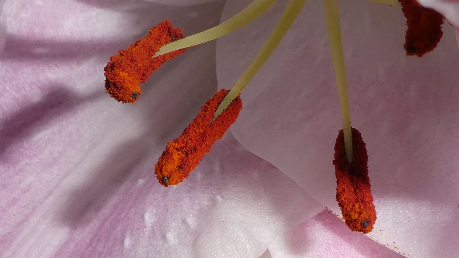 Panasonic DMC-TZ81 sample photo. Stamen, blossom, bloom photography