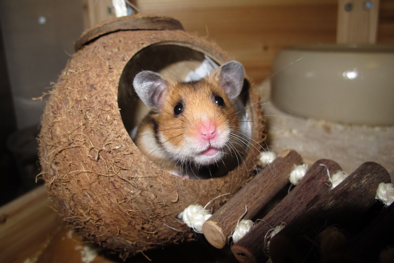 Canon PowerShot G12 sample photo. Hamster, coconut, sleep photography
