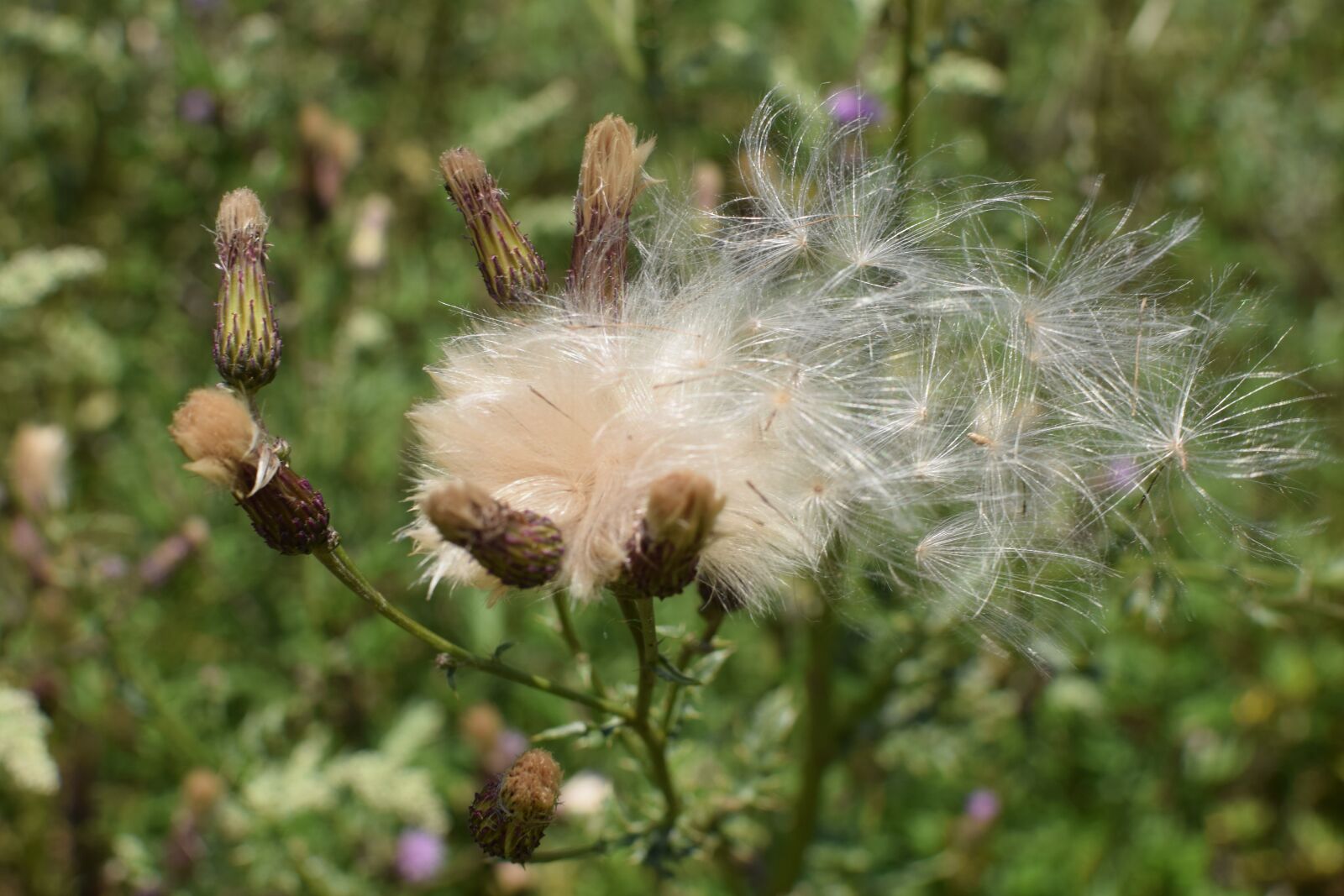 Nikon D5300 sample photo. Thistle, seeds, nature photography